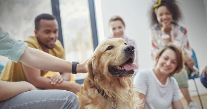 Pet therapy: How furry friends can boost your mood and productivity